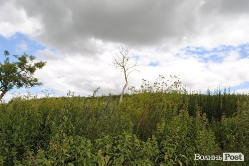 Відпочинок під Луцьком. Коршів